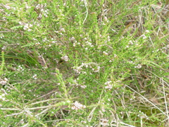 Calluna vulgaris
