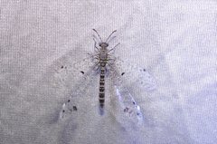 Bandidus breviusculus