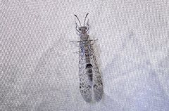 Bandidus breviusculus