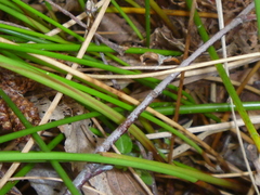 Juncus
