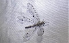 Bandidus breviusculus