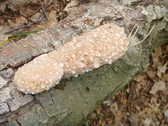 Fungi