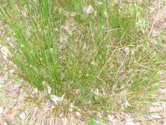 Juncus