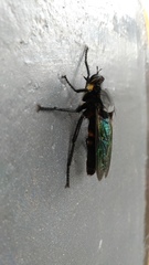 Microstylum oberthurii