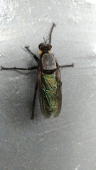 Microstylum oberthurii