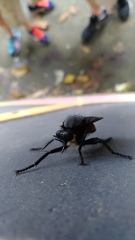 Microstylum oberthurii