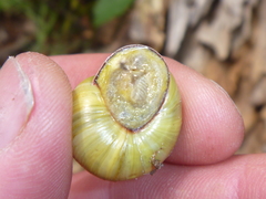 Cepaea nemoralis