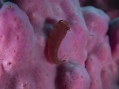 Cochleoceps orientalis