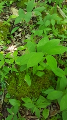 Uvularia sessilifolia