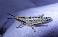 Monistria pustulifera