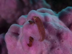 Cochleoceps orientalis