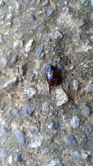 Platycorynus undatus