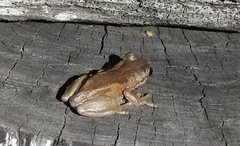 Litoria dentata