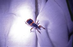 Ectomocoris patricius