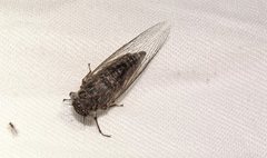 Atrapsalta corticina