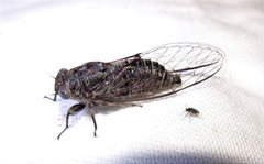 Atrapsalta corticina