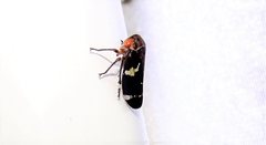 Eurymeloides punctata