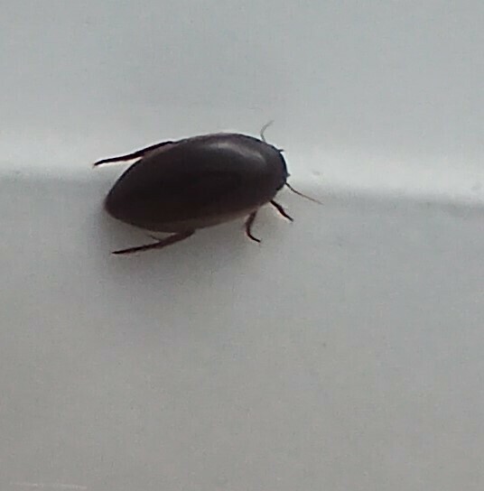 sooty mud dweller