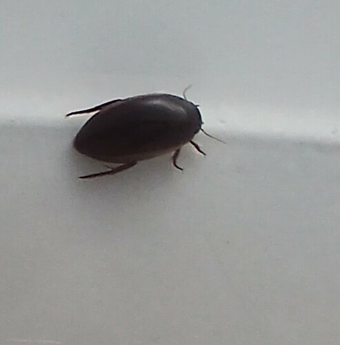 sooty mud dweller