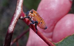 Eurymeloides bicincta