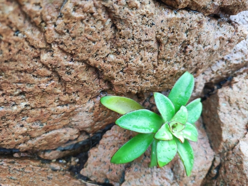 Orostachys maximowiczii