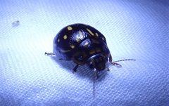 Paropsisterna anomala