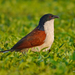 Blue-headed Coucal - Photo (c) Nik Borrow, some rights reserved (CC BY-NC)