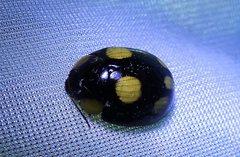 Paropsisterna sexpustulata