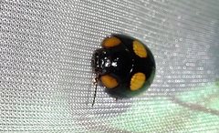 Paropsisterna sexpustulata