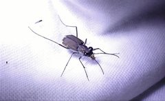 Myriochila semicincta