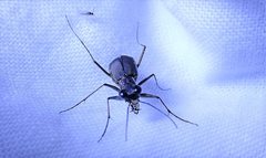 Myriochila semicincta