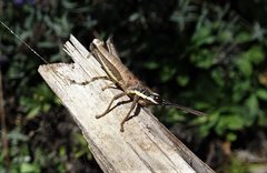 Monistria discrepans