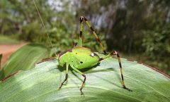 Caedicia pictipes