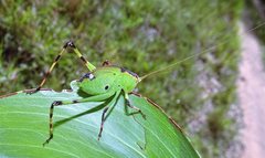 Caedicia pictipes