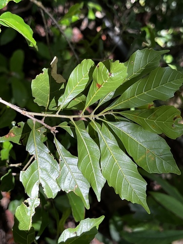 Image of Lithocarpus konishii by (c) 黃美滿, some rights reserved (CC BY)