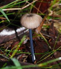 Entoloma albidocoeruleum