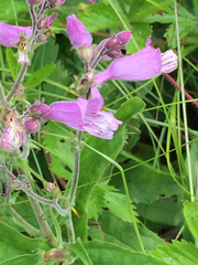 Penstemon smallii