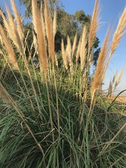Cortaderia selloana