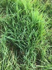 Cenchrus clandestinus