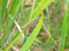 Crambus pratella