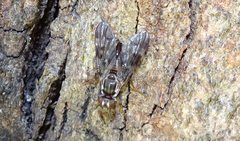 Diptera