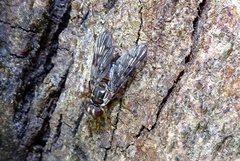 Diptera