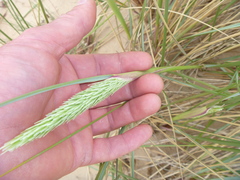 Ammophila arenaria