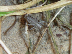 Xerolycosa miniata