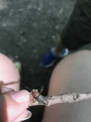 Cantharini