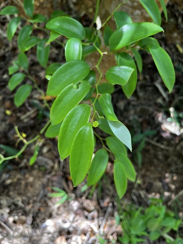 Smilax corbularia (Smilax corbularia)