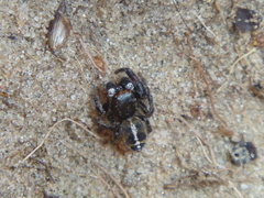 Pellenes tripunctatus