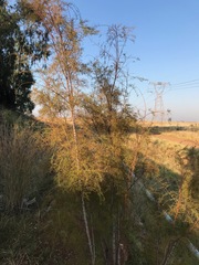 Tamarix ramosissima