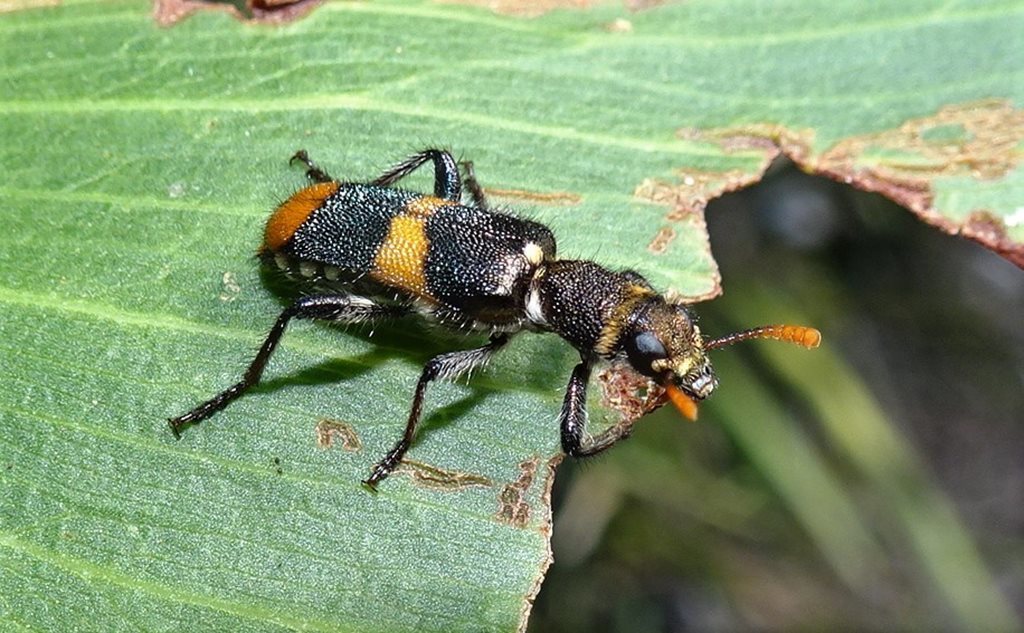 Eleale lepida