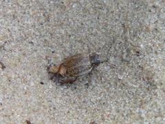 Philopedon plagiatum